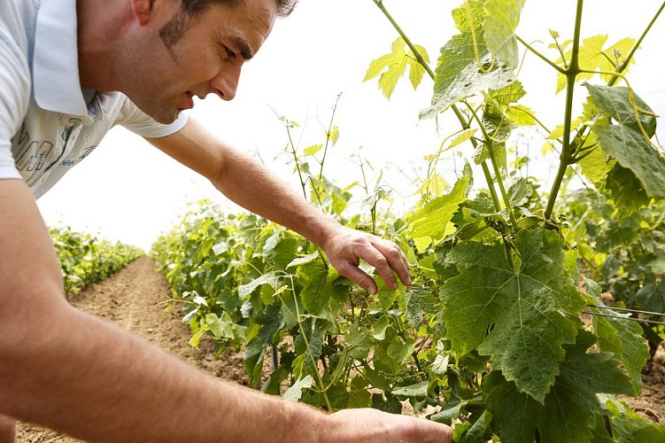 Lebrin - Vins Libres