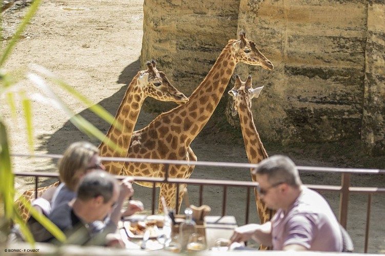 Restaurant Le Camp des Girafes