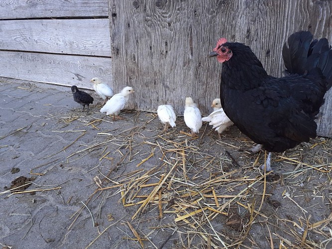 Erzieherische Farm - AGF - CINAE