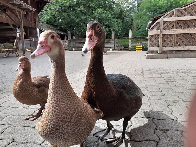 Educational farm - AGF - CINAE