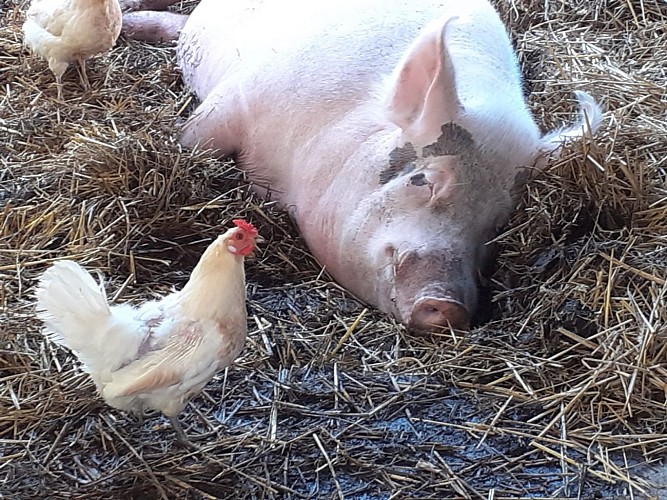 La ferme éducative  AGF