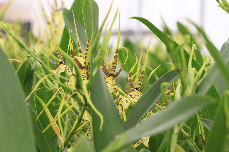 LES ORCHIDÉES DE LA BELLE ETOILE