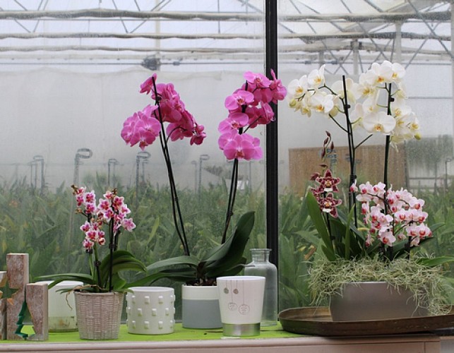 LES ORCHIDÉES DE LA BELLE ETOILE