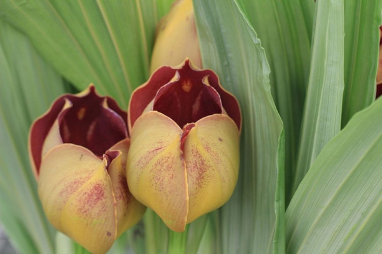 LES ORCHIDÉES DE LA BELLE ETOILE