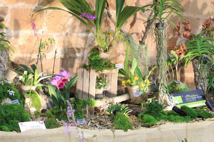 LES ORCHIDÉES DE LA BELLE ETOILE