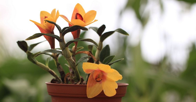 LES ORCHIDÉES DE LA BELLE ETOILE