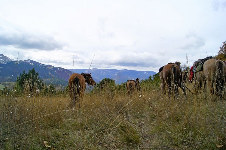 Ferme Equestre des 4 chemins