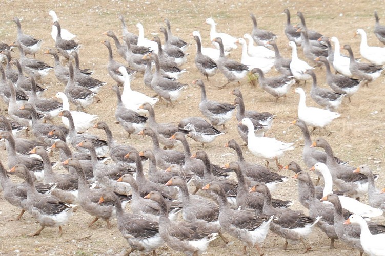 FERME AUBERGE - LA TOUCHE