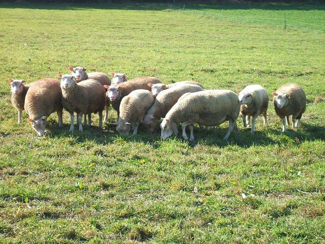 COUTURIER STÉPHANE - FERME DE LA BLAIRIE