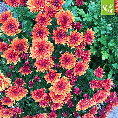 PATRICK LAMY - SA LAMY