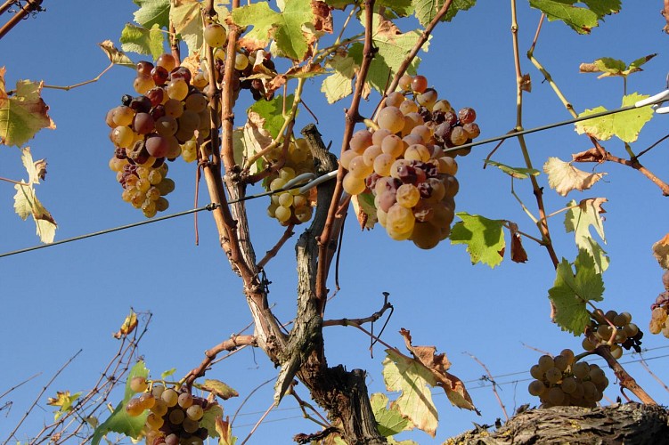 DOMAINE ROBINEAU - CHRISLOU