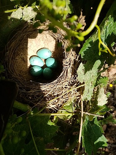 DOMAINE DE LA SIVÉTRIE