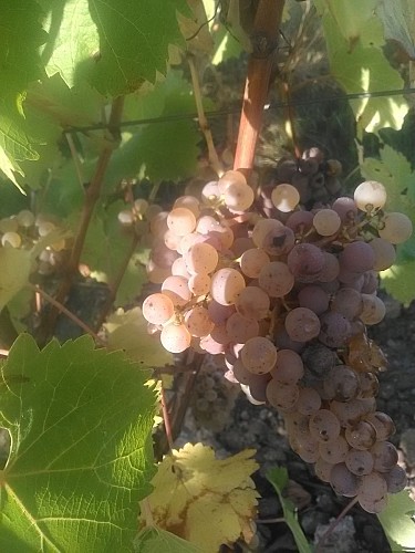 DOMAINE DE LA SIVÉTRIE