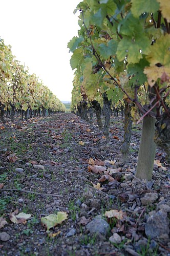 DOMAINE DE LA SIVÉTRIE