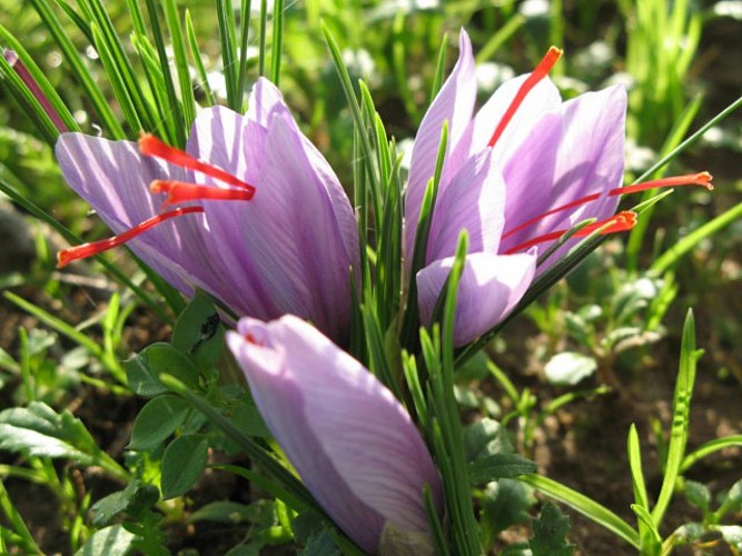 La Baraque à Crêpes