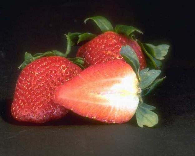 Donovan Roland (anciennement Gallier)