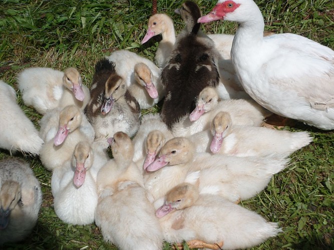 Chambre d'hôtes La Ferme de Loutas