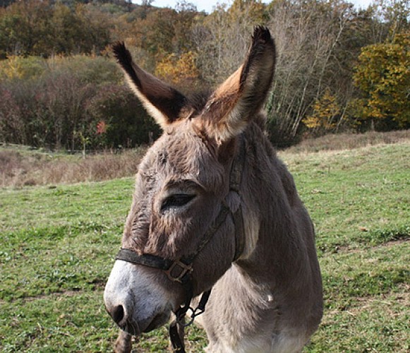Chambre d'hôtes La Ferme de Loutas