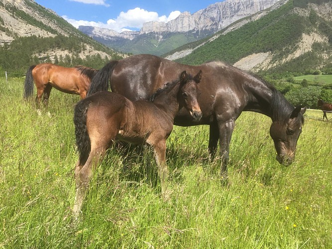 Camping à la Ferme de l'OaDie