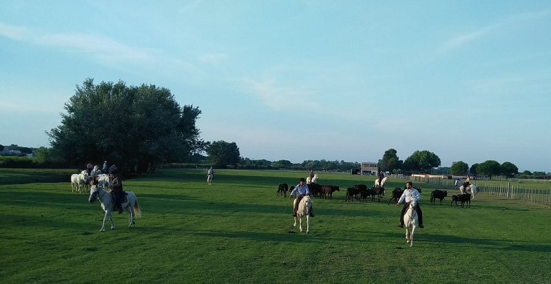 Chambres d’hôtes - Manade Saint-Louis