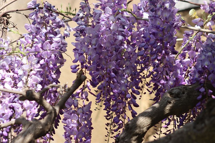 La maison WISTERIA