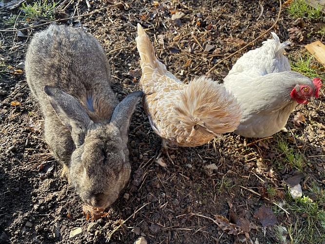 Chambres d'hôtes La Hulotte sur l'Auribelle