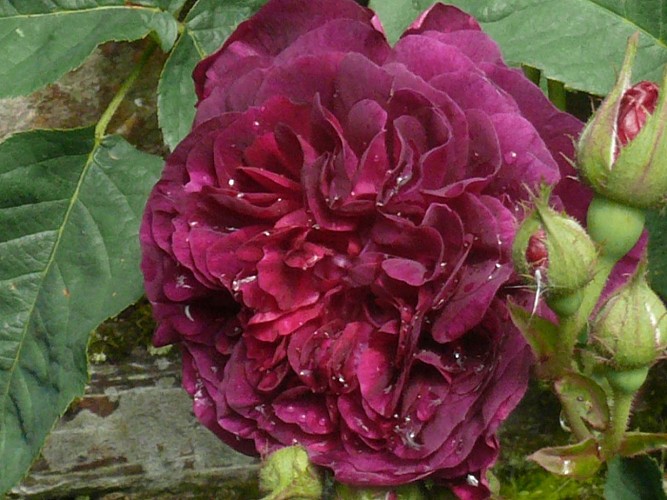 Jardin des Oubliées