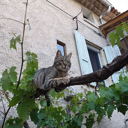 Le Mas de Reilhanette - Bed & Breakfast