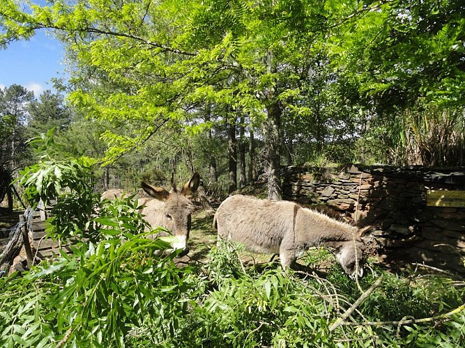 Camping de la Ferme Bio de la Baraque