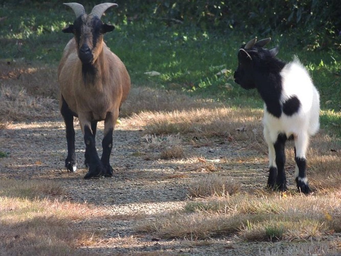 Domaine des Mille Oiseaux : Les Hirondelles