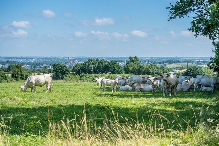 Camping à la ferme La Guyonnière