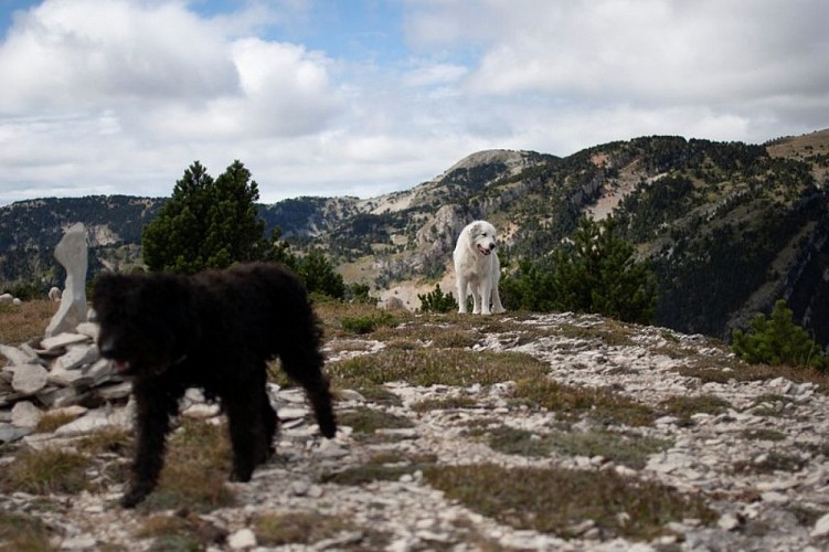 Chiens de protection