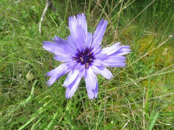 Catananche