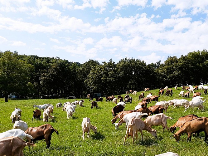 Aire Naturelle de Camping Grange Neuve