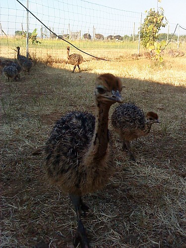 Aire d'accueil camping-cars à la ferme