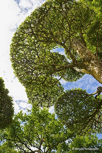 Parc Oriental de Maulévrier