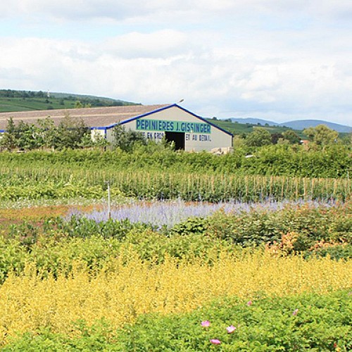 Pépinières Jean Gissinger