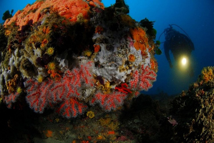 corail-rouge_ambiance-corail-rouge-2
