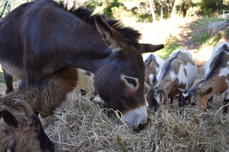 Les animaux du Parc de Saleccia à Monticello