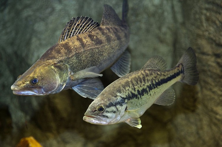 Maison Pêche nature