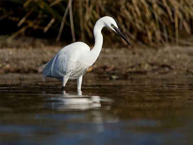  RESERVE NATURELLE DE L'ETANG DE BIGUGLIA