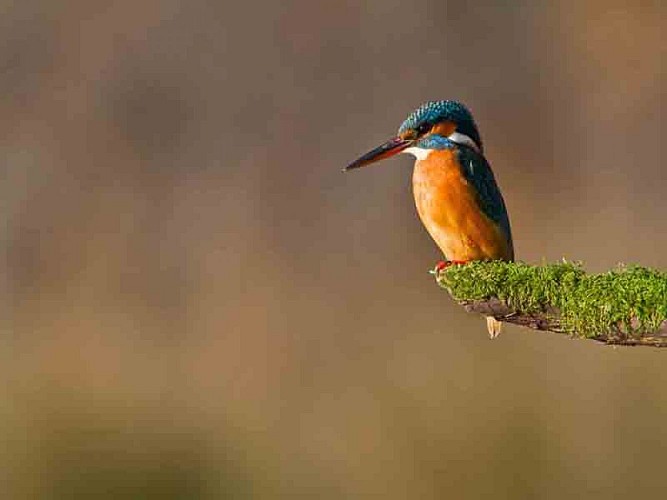  RESERVE NATURELLE DE L'ETANG DE BIGUGLIA