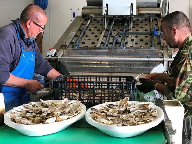 ETANG DE DIANA ALERIA HUITRES TOURSIME