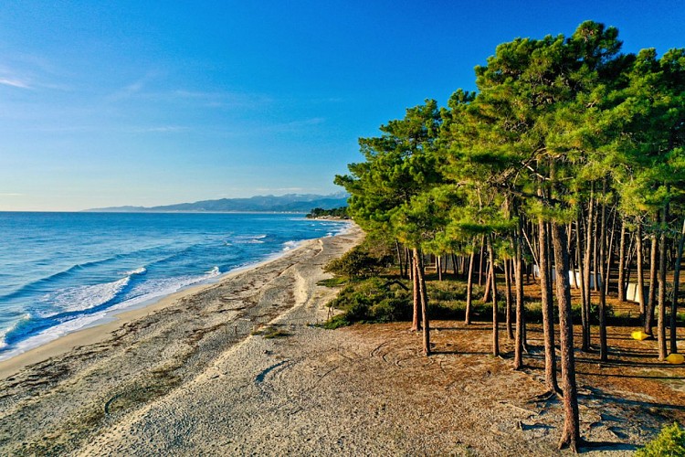 Pinia en hiver Ghisonaccia