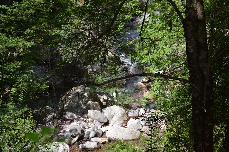 FORÊT DE TARTAGINE - MELAGHJA
