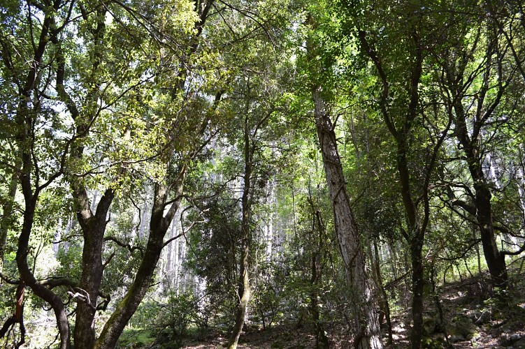 FORÊT DE TARTAGINE - MELAGHJA