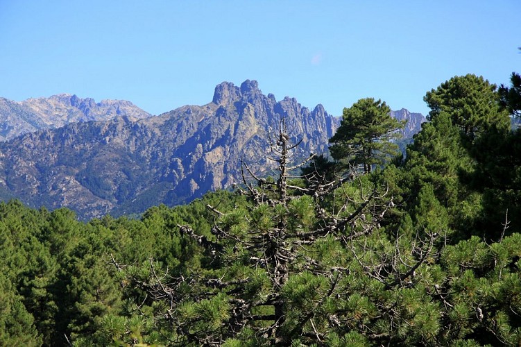 ATC-S.Alessandri foret alta rocca8 - Copie