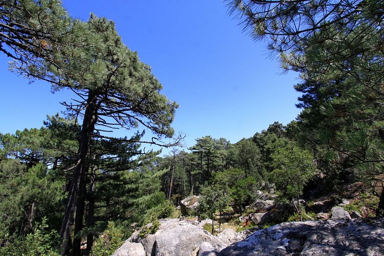 ATC-S.Alessandri foret ospedale2 - Copie