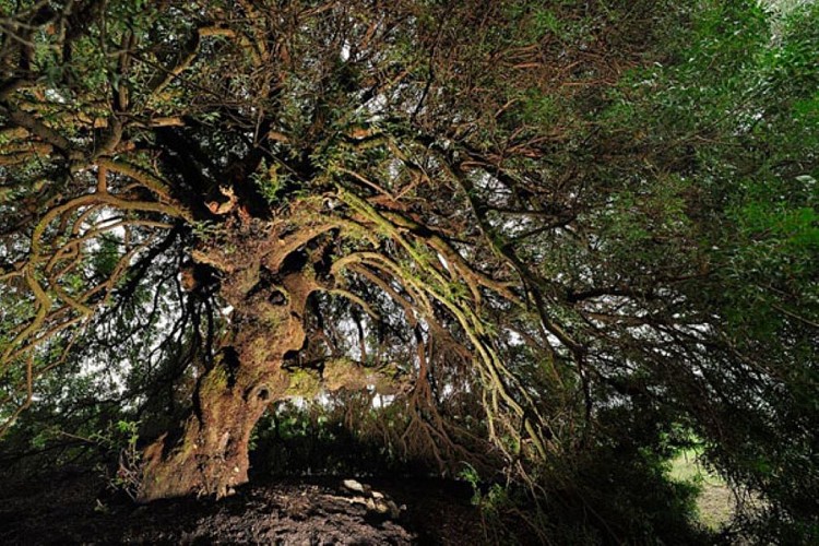 pistachier-lentisque-5