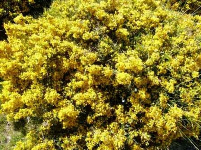 PARC-NATUREL-REGIONAL-DE-LA-CORSE-5-5